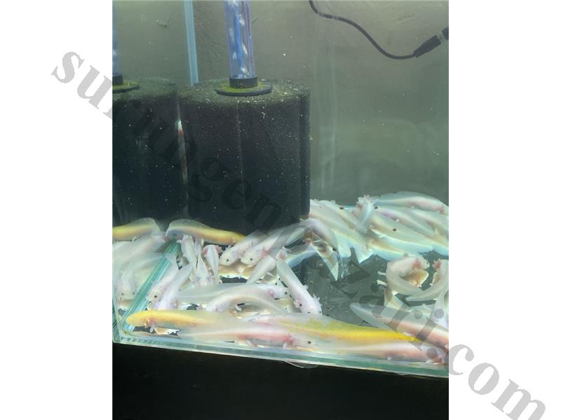 DEV KAMPANYA!!! AXOLOTL 8-10 CM